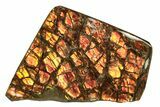 Iridescent Ammolite (Fossil Ammonite Shell) - Alberta #258254-1